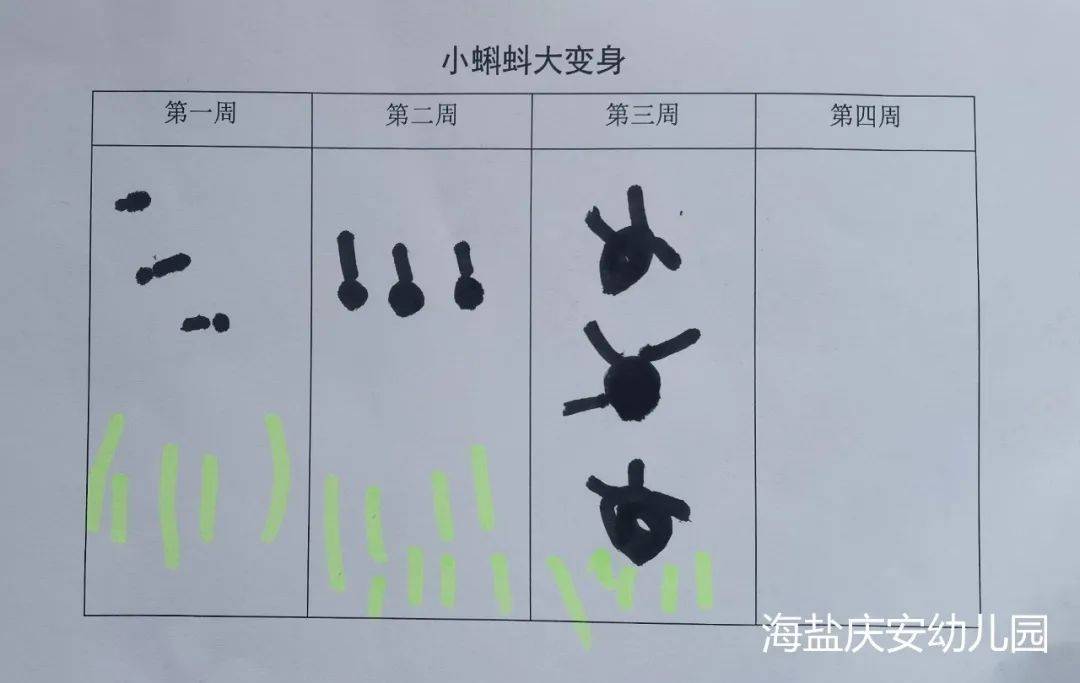 邂逅蝌蚪，感受生命的演变—诺亚舟海盐庆安幼儿园小一班