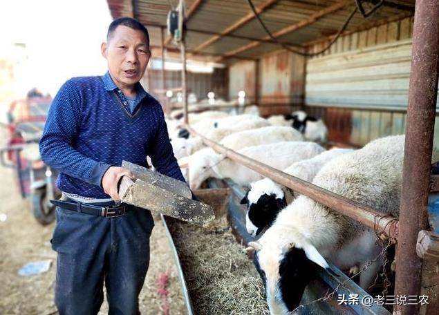 养羊50只第二年能赚多少钱,养羊能年入200w