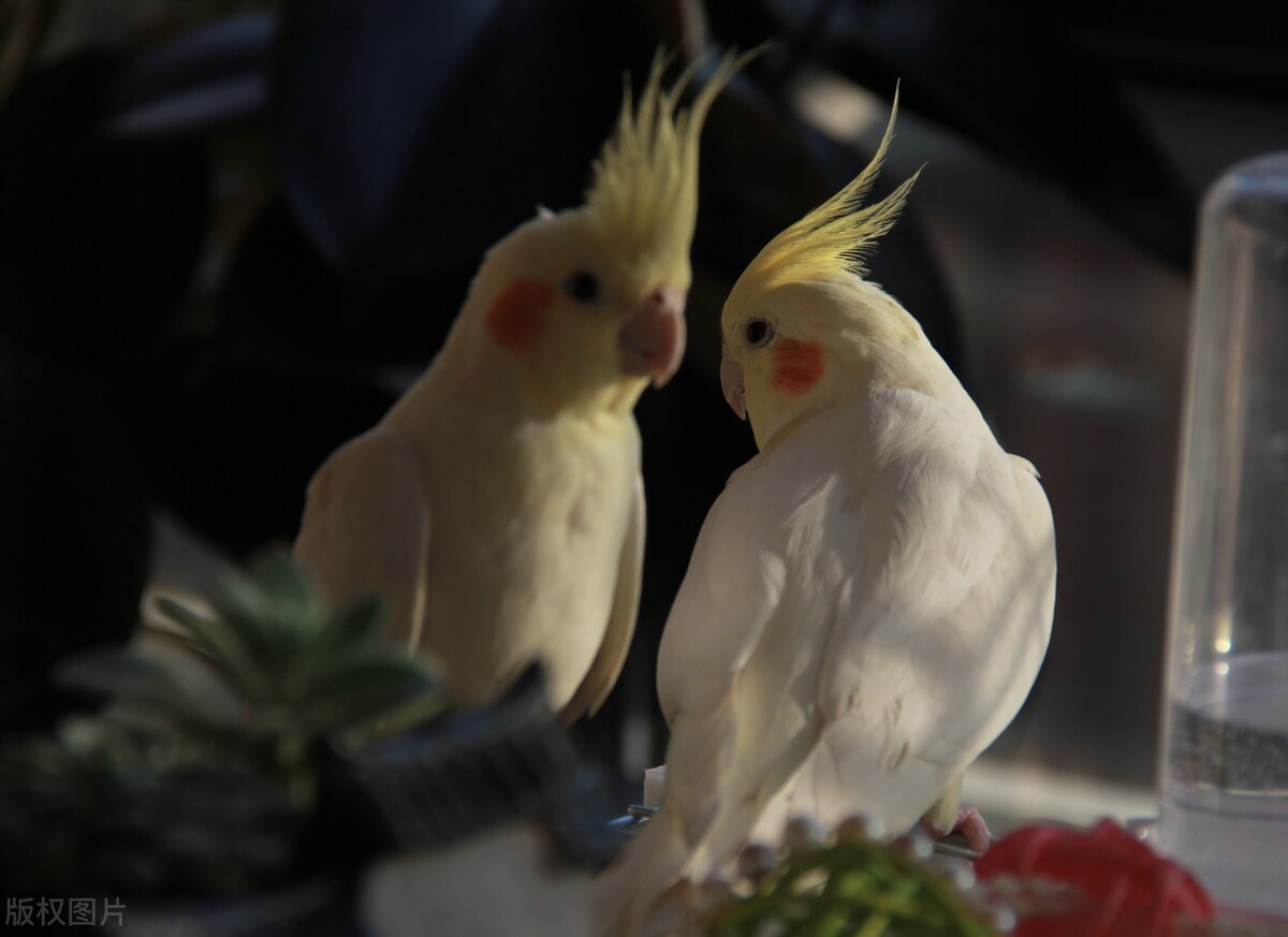 鹦鹉卡住嗓子了怎么急救,鹦鹉眼睛有异物