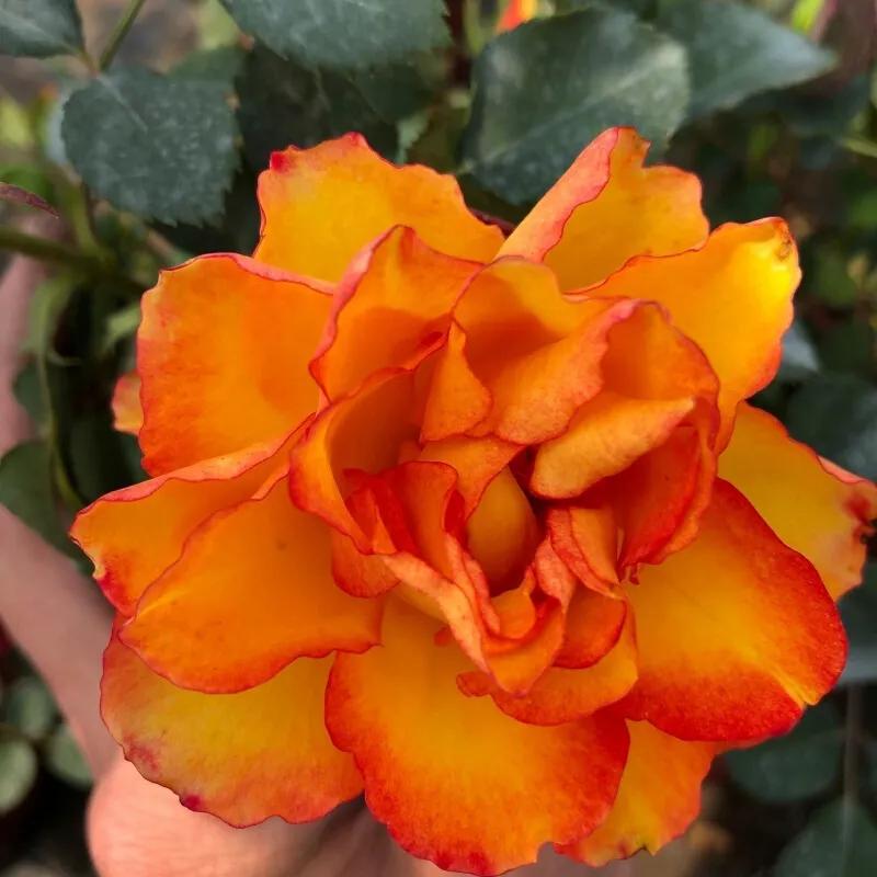 月季美图100张,月季花唯美高清图片大全