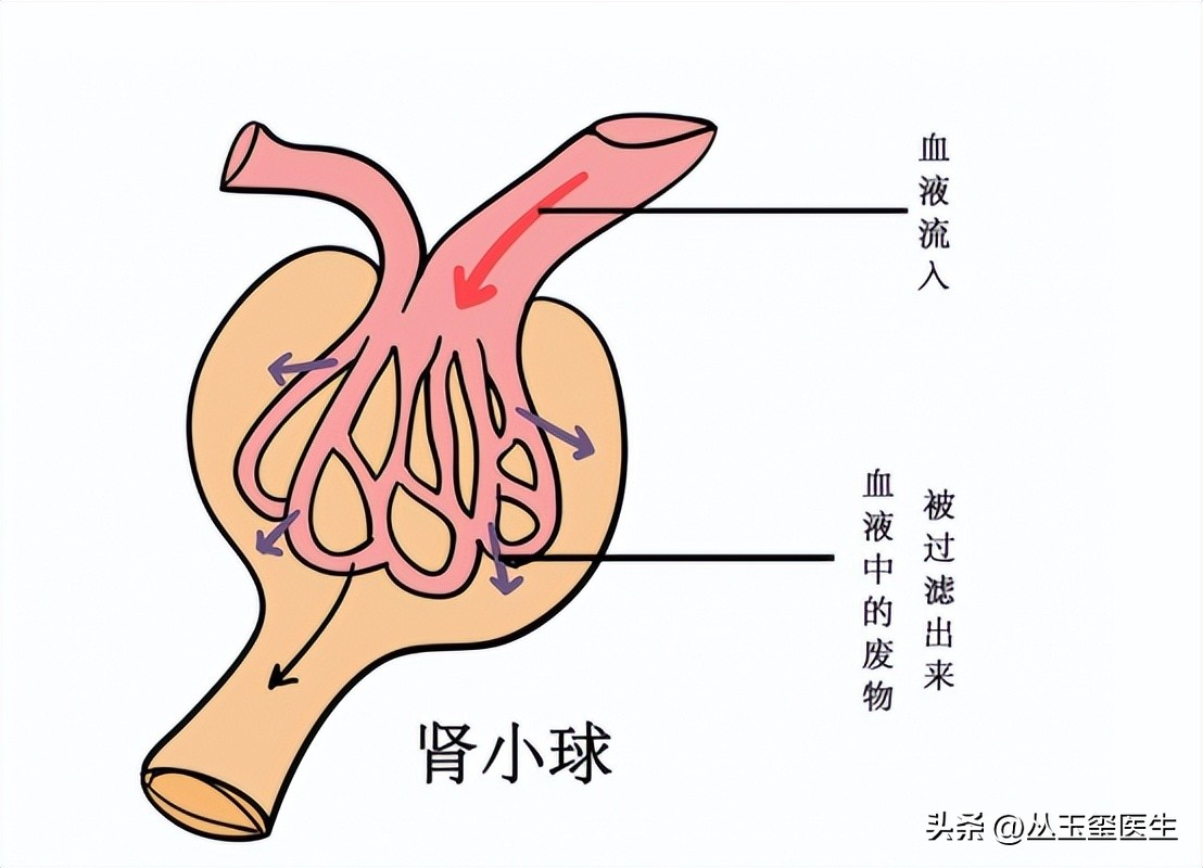 早期慢性肾脏病患者的自我防护,慢性肾脏病3期治疗药物