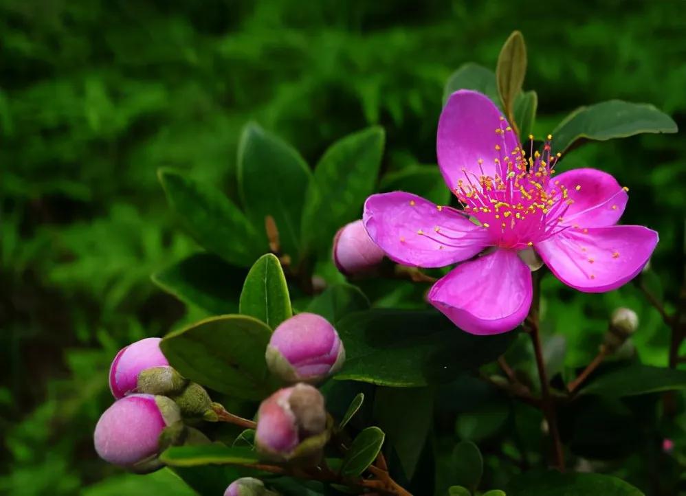 小时候在农村常见的32种植物,小时候有什么植物叫不上名的