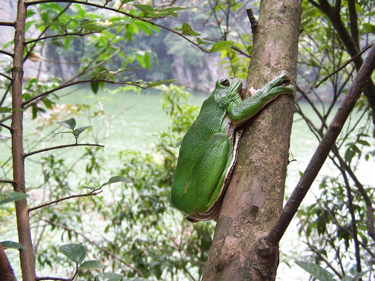 全球十大蓝色动物盘点,全身绿色站立的动物