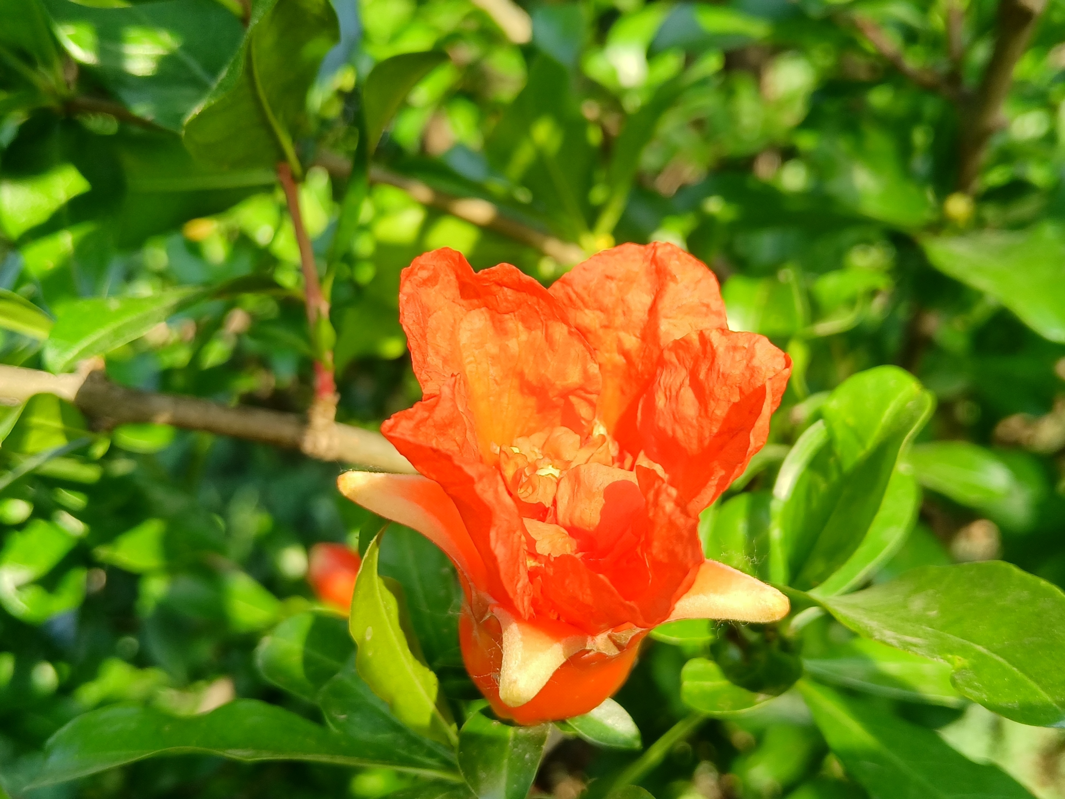 初夏石榴花开了阅读答案,初夏石榴花开了阅读理解答案