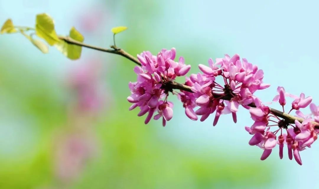 二手房买卖满五唯一是指当地吗,二手房满五年出售多大面积免税