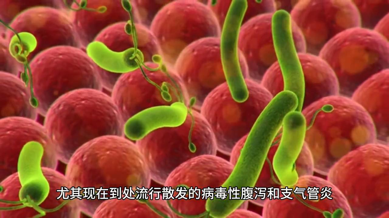 繁殖母牛#每天分享牛羊养殖小知识