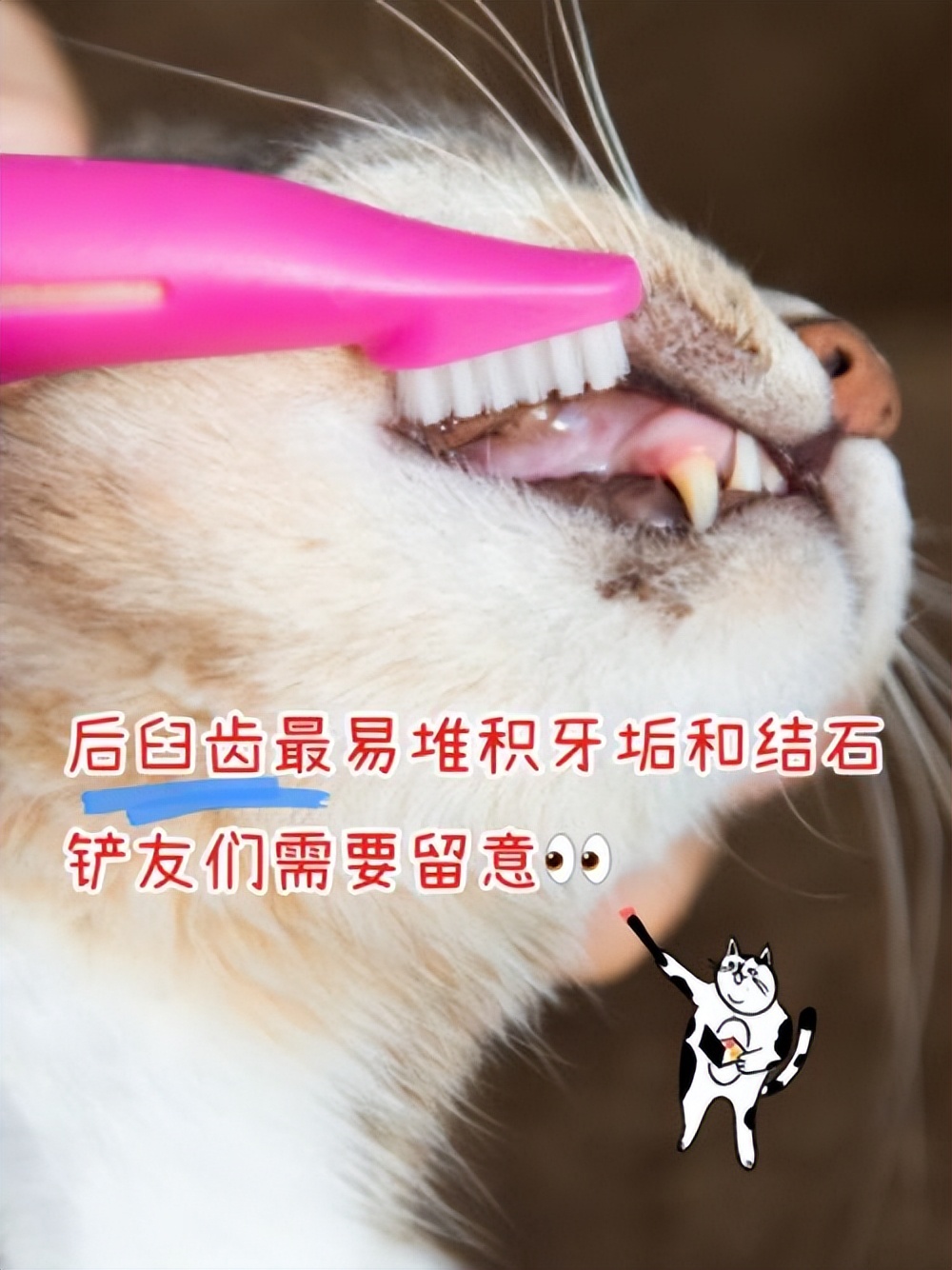 猫换牙齿,猫换牙会有什么症状