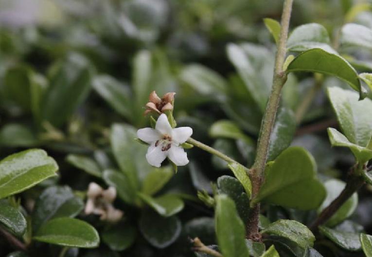 白花红果艳如脂——基及树