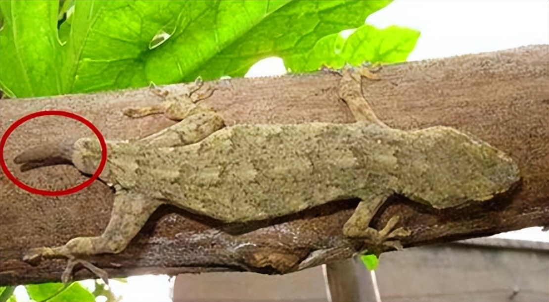 壁虎的危险性有多大,壁虎得名的原因