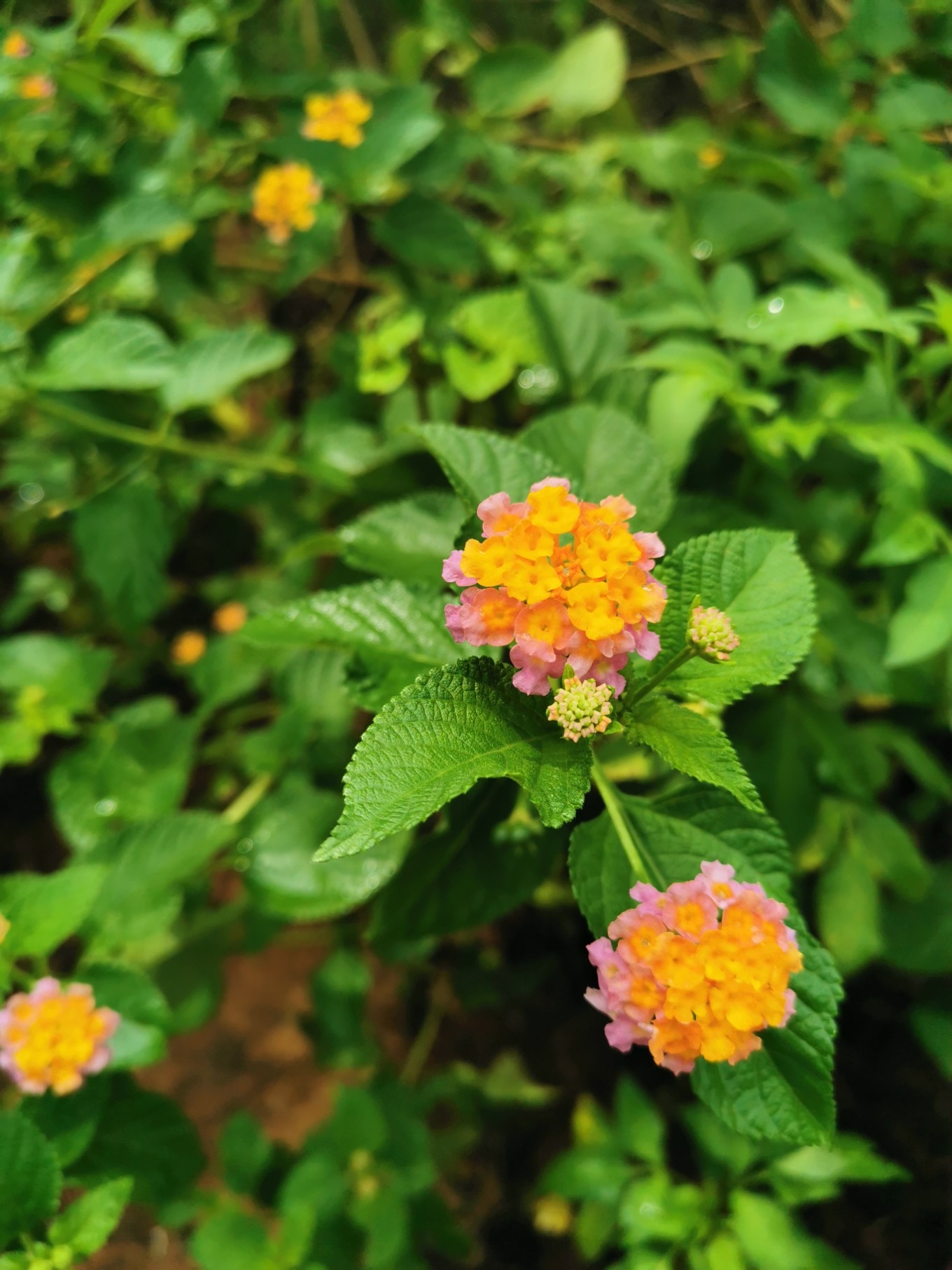 北海是一座令人向往的城市吗,北海是浪漫的城市