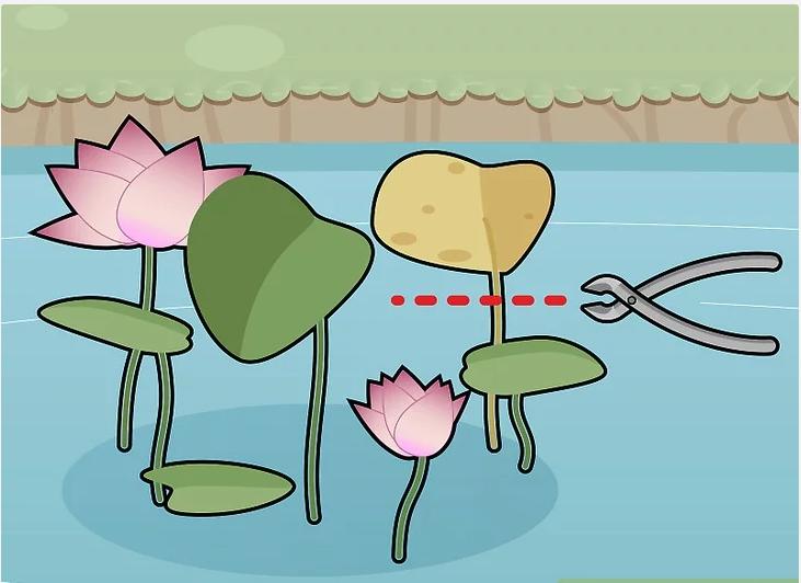 怎么种植莲花盆栽,如何种植莲花芋头