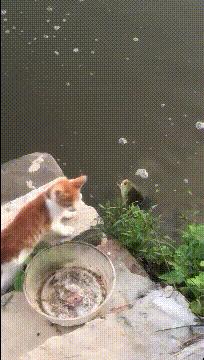 搞笑趣图：抓了一只变异神兽，不知道什么时候可以化成人形