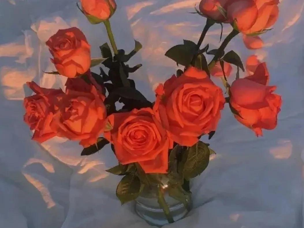 和玫瑰有关的高级文案短句,玫瑰送给自己也很浪漫文案