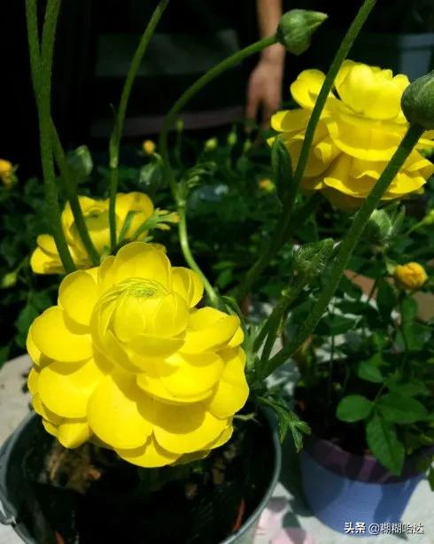 赏心悦目的花朵，风采万千，千姿百态，魅力无限，太美了