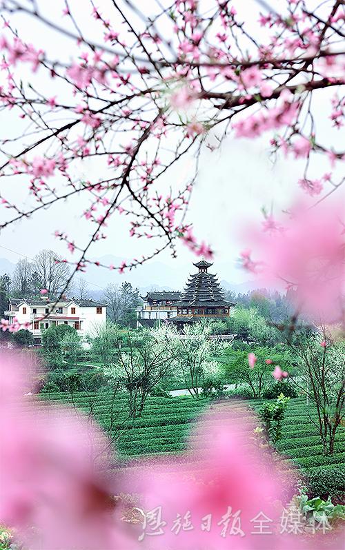 恩施硒茶品牌整合,恩施硒茶功效与作用