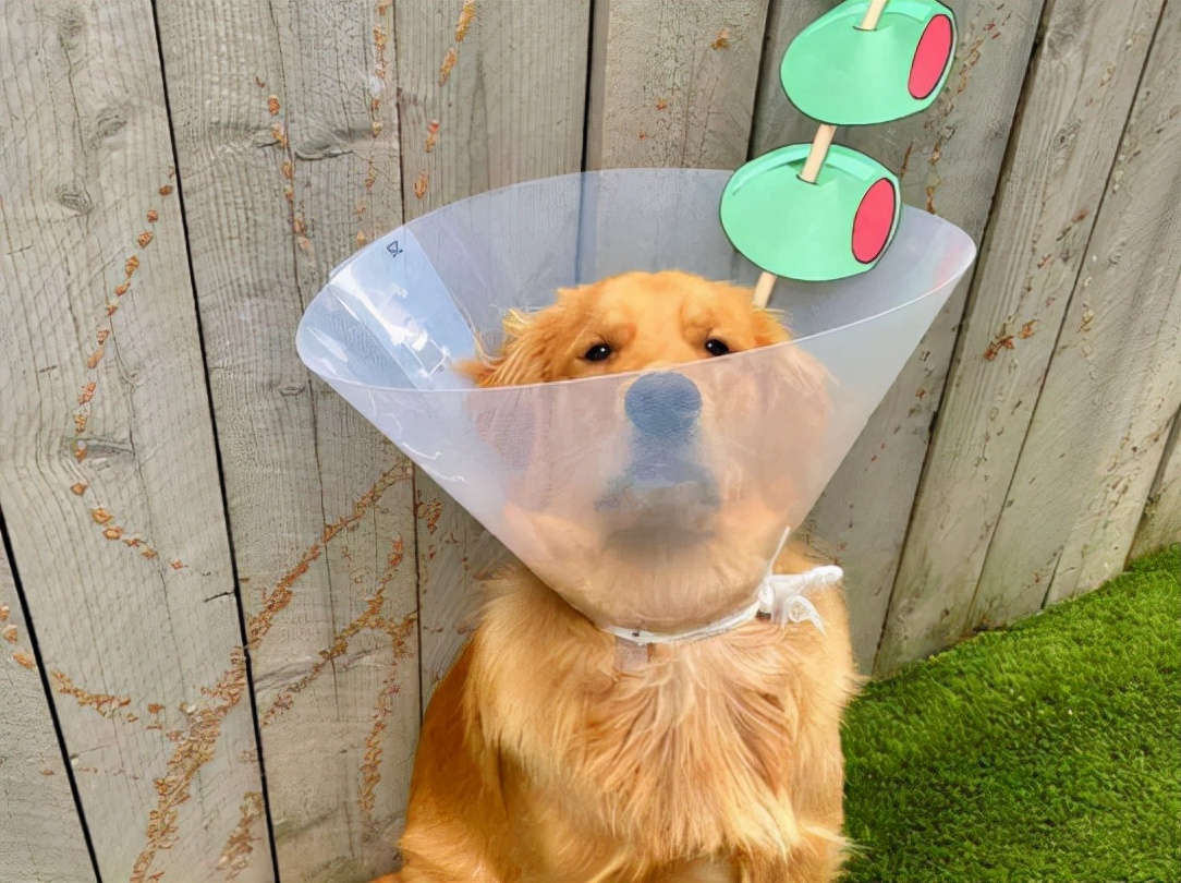 为什么小狗老是咬狗绳,小狗为什么喜欢自己咬着牵引绳