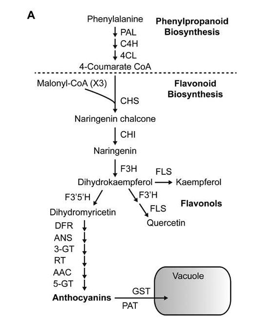 番茄果色偏黄怎么回事,番茄果实色泽评价
