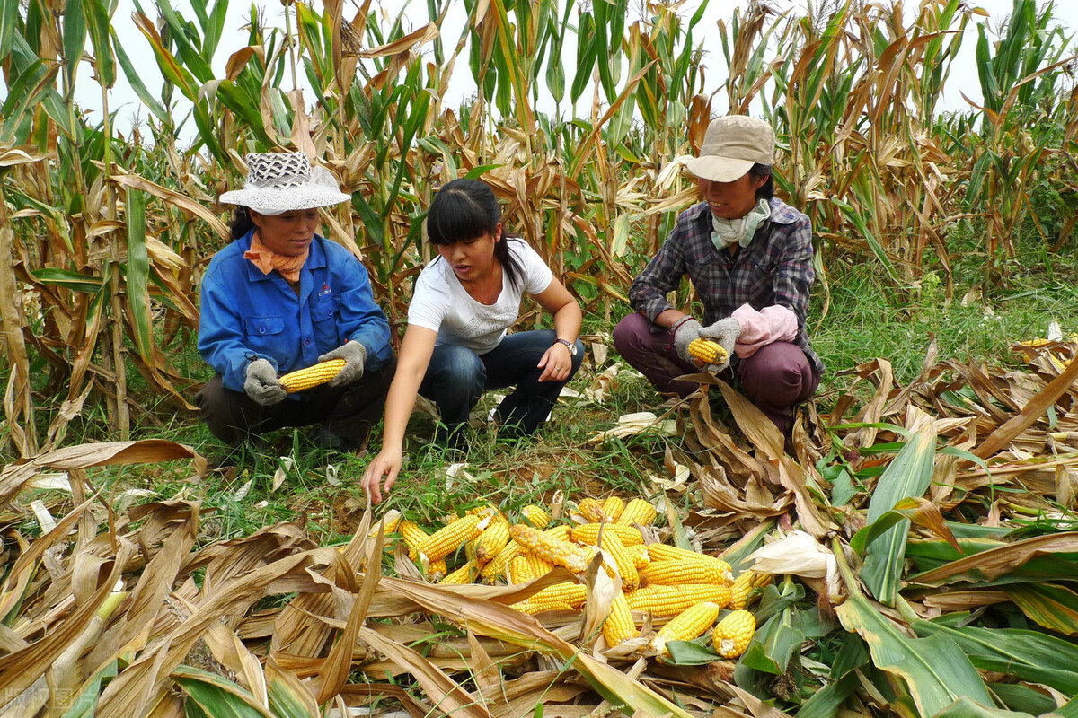 深加工赚钱，饲料企业赚钱，为什么玉米不涨价？10月19日玉米行情