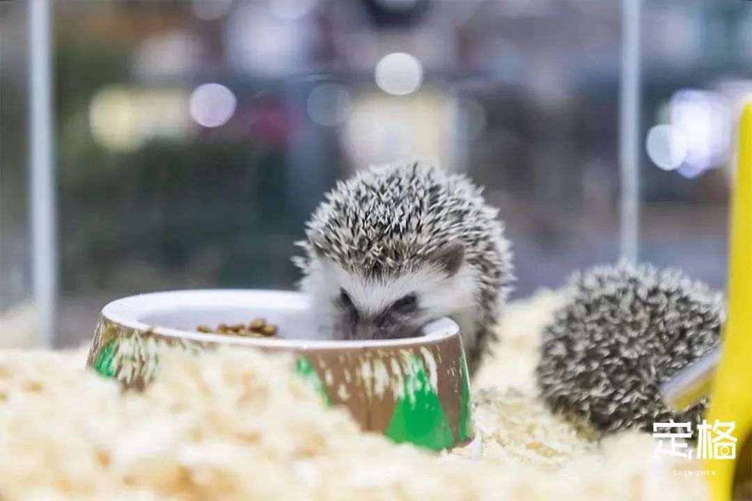 不用出国在深圳看到的美景,深圳有什么景点去看的不要钱的