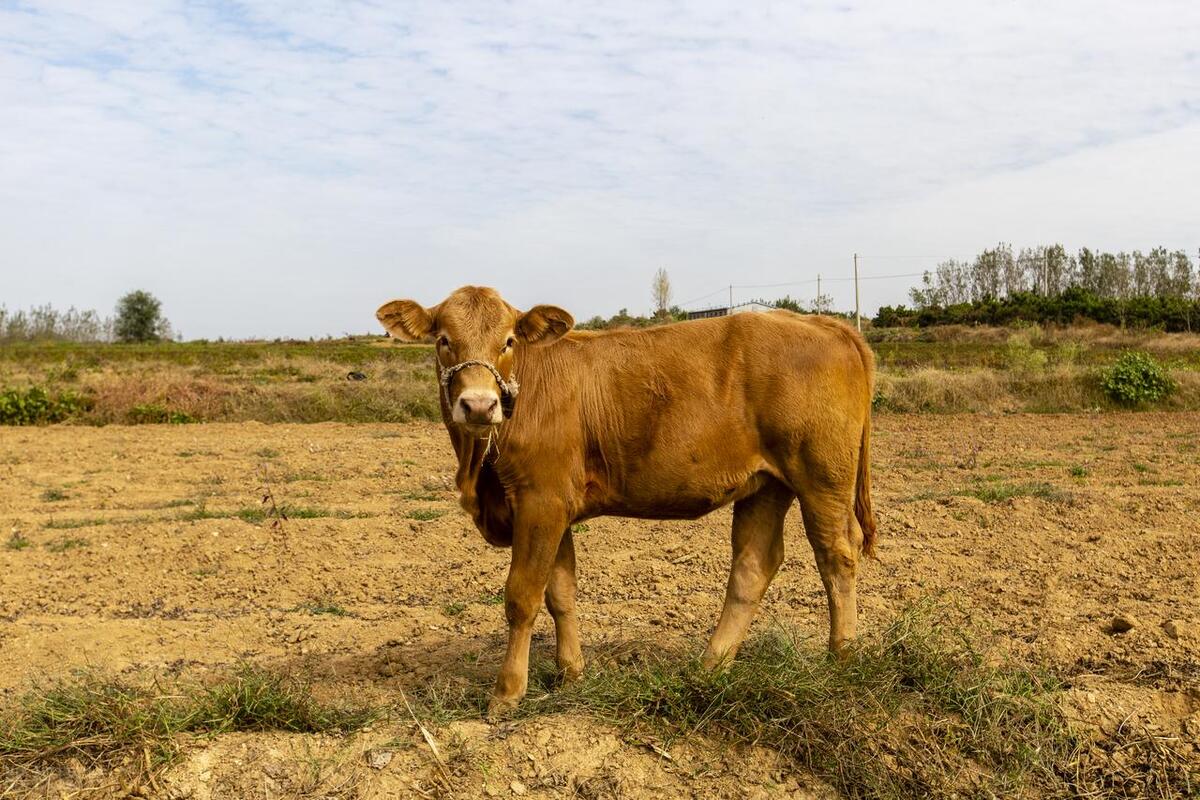 母牛自然受孕的过程,母牛受孕的过程