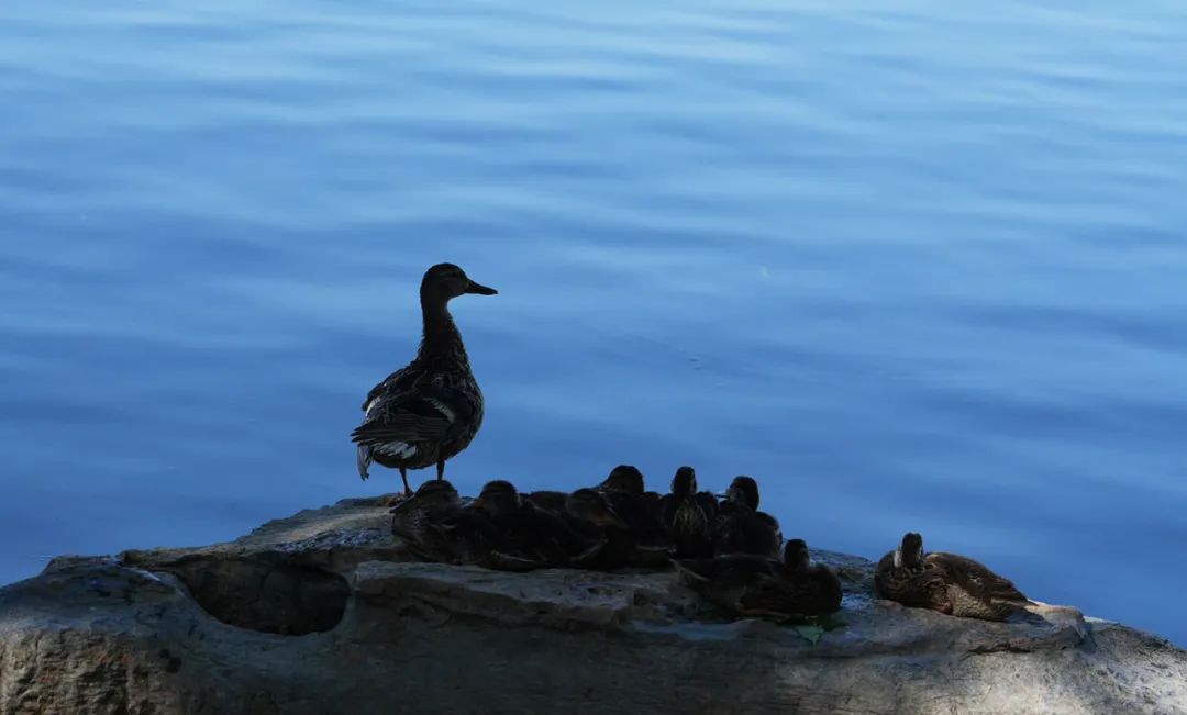 索尼新半画幅a6700,索尼alpha6700aps-c微单相机