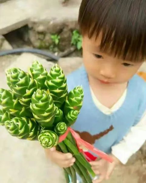 12种香料及分量,姜科植物的香料有哪些