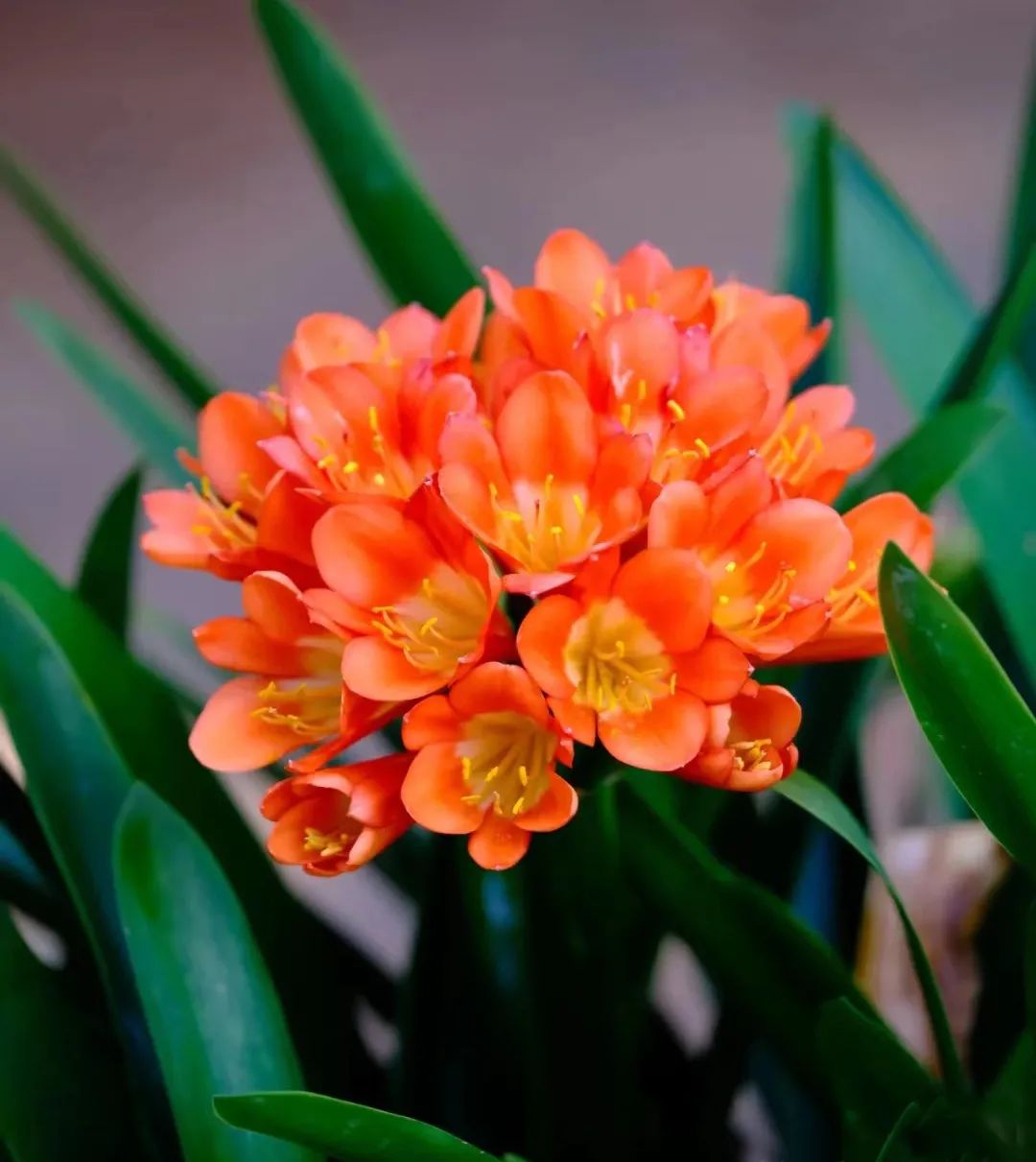 十种招财又旺宅的植物,五种招财又旺家的植物你家有吗