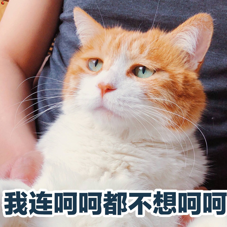 当猫咪过上人一样的生活,当猫和人一样生活