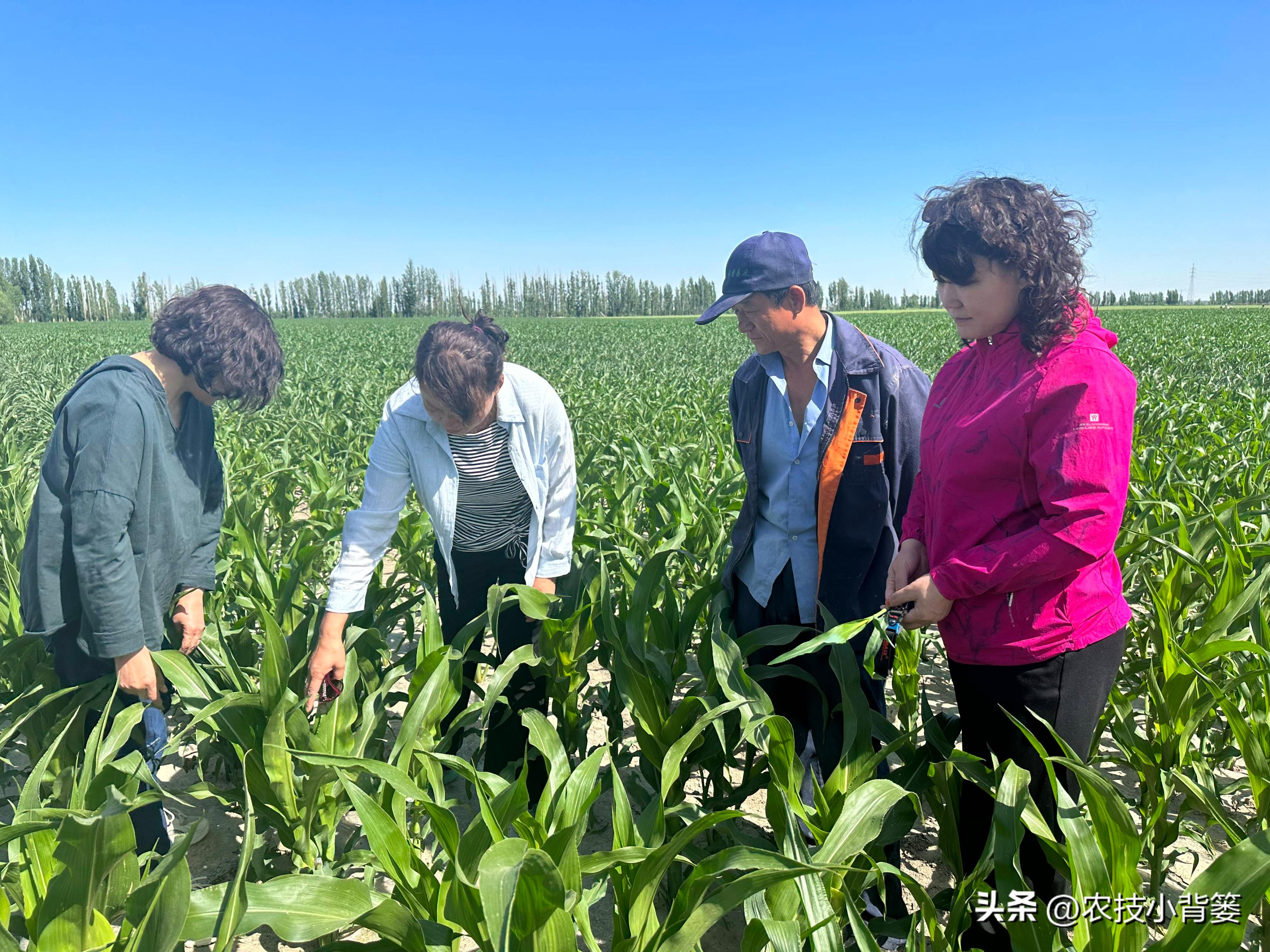 玉米管理几个关键时候,玉米的田间管理技术分哪三个时期