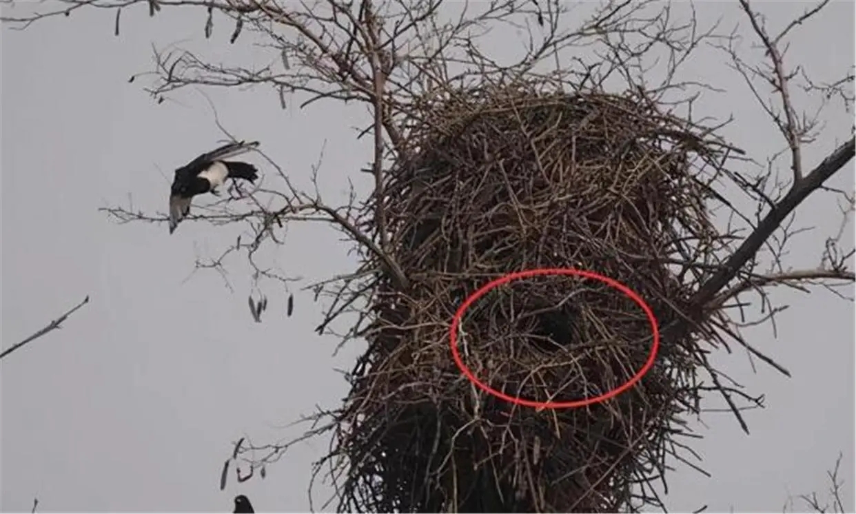 喜鹊的窝杂乱不堪为什么不怕风雪,喜鹊窝搭得乱七八糟为何不怕风雪