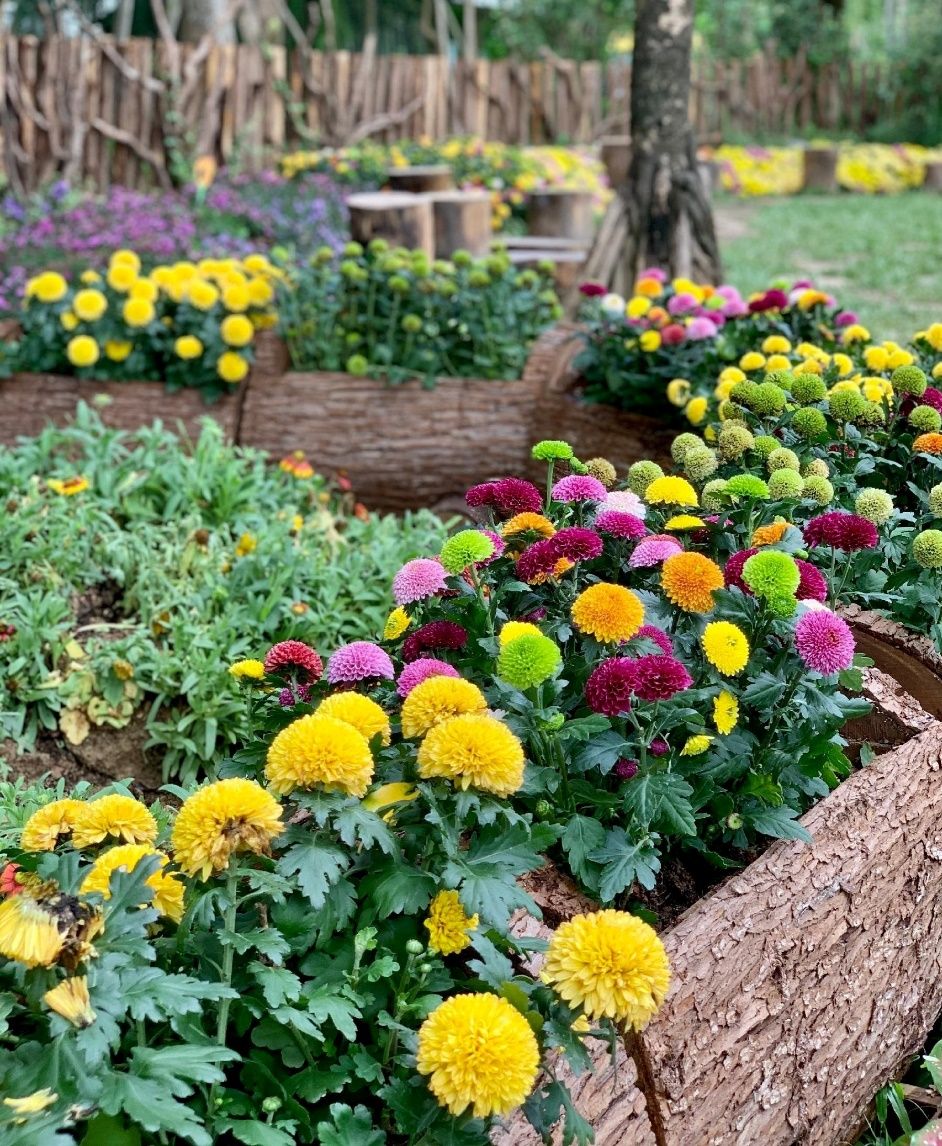 东湖公园赏菊花,深圳市东湖公园一年一季的菊花展