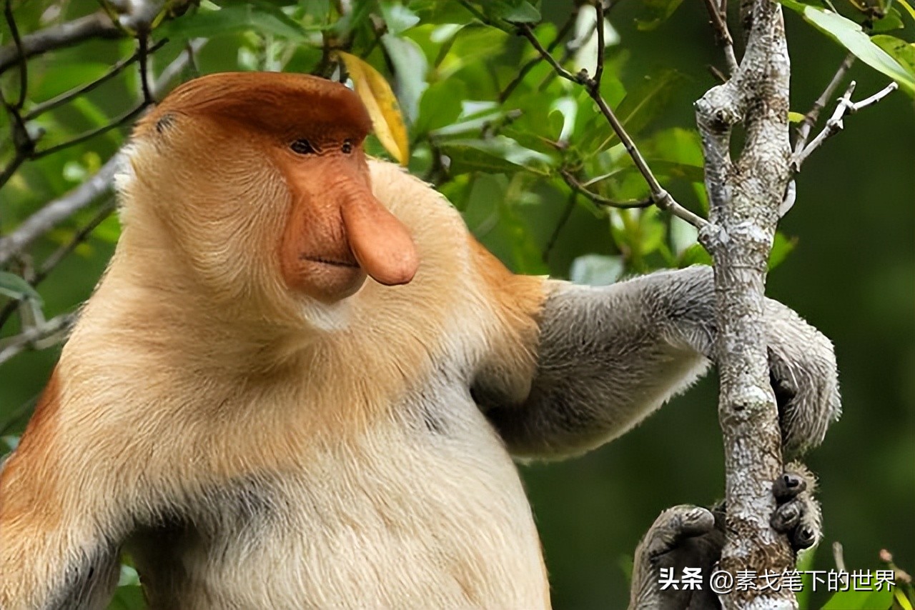 婆罗洲神秘杂交猴,婆罗洲惊现杂交神秘猴