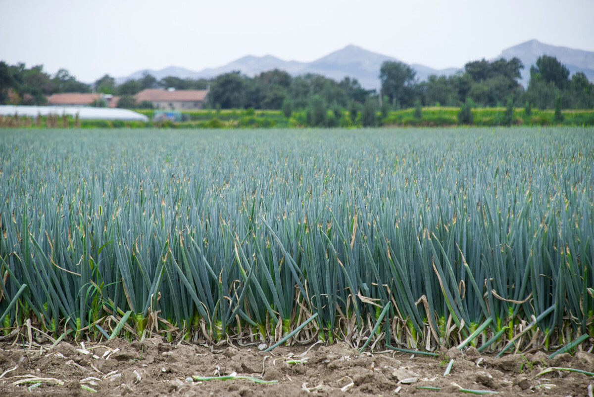 农业大葱种植,大葱种植致富项目