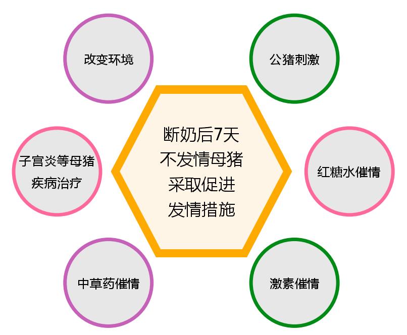 断奶母猪不吃食腿疼,断奶母猪不受孕