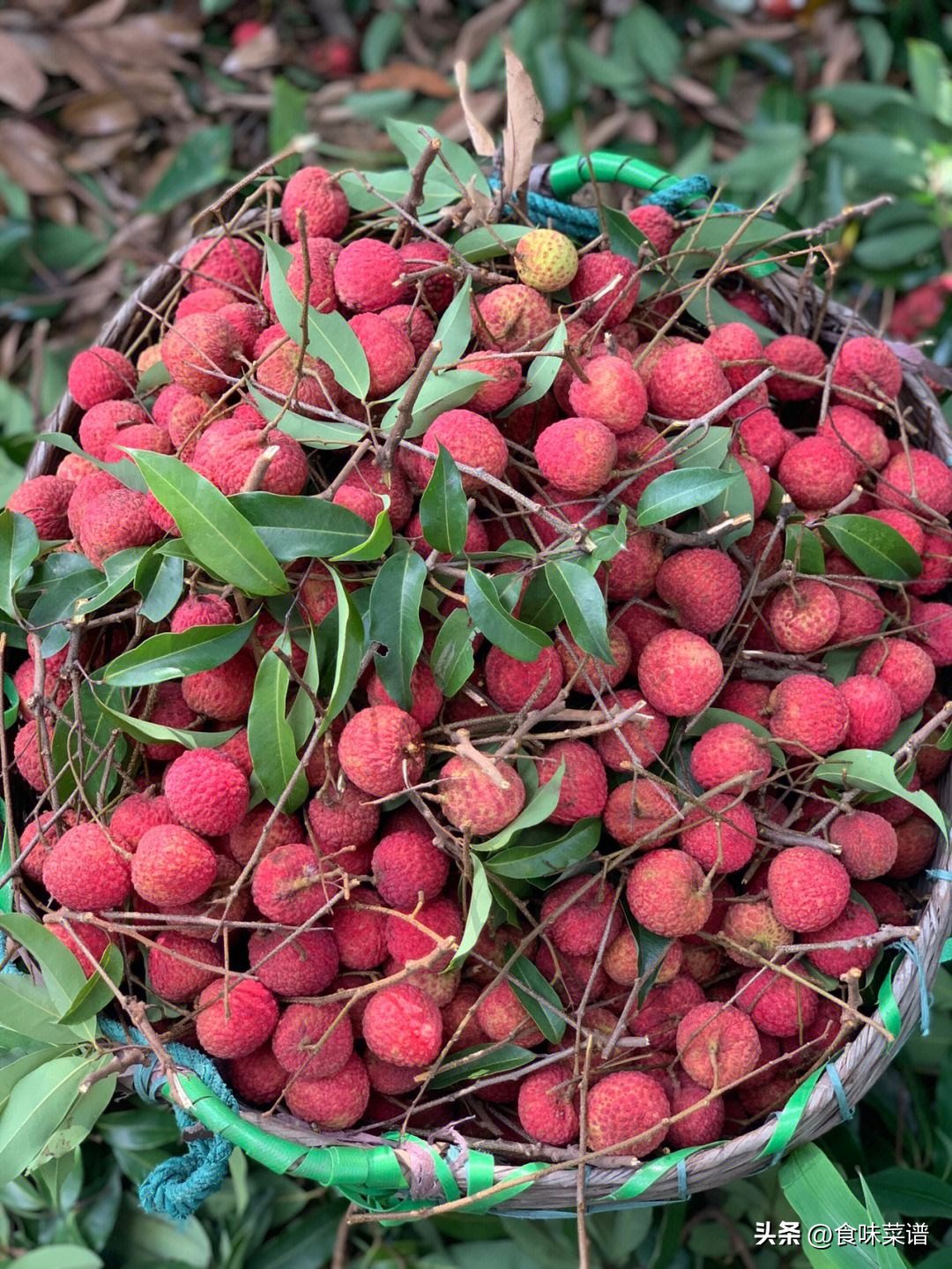 妃子笑是荔枝最好吃的品种吗,妃子笑荔枝有几种品种