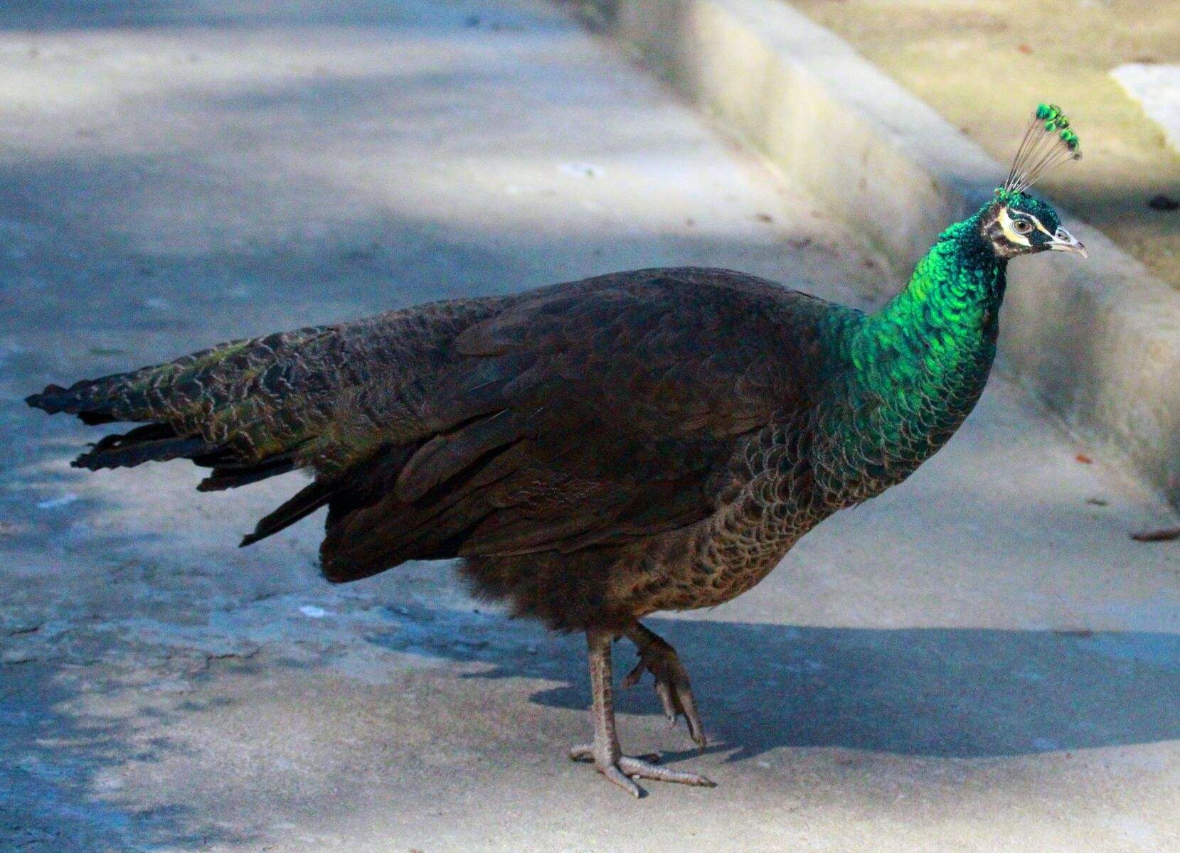 鸡窝真能飞出“凤凰”！安徽居民家中惊现大鸟，专家竟认错物种？