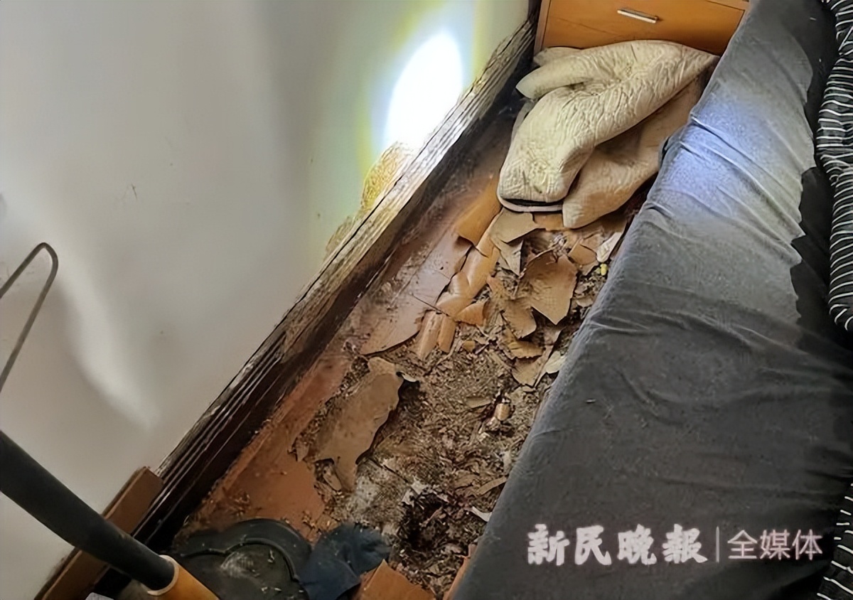 家里发现了几只白蚁怎么办,在白蚁纷飞季节家进了白蚁怎么办