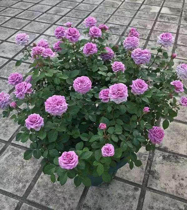 精致又温馨的小阳台,漂亮阳台月季花