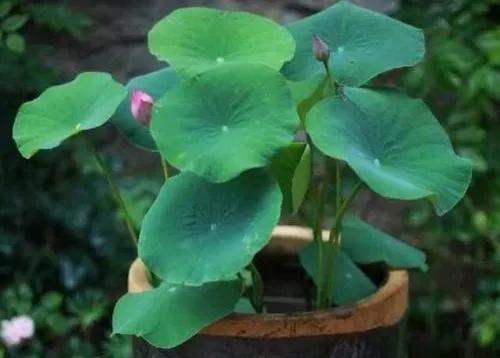 大缸种藕的种法,缸种藕几棵合适