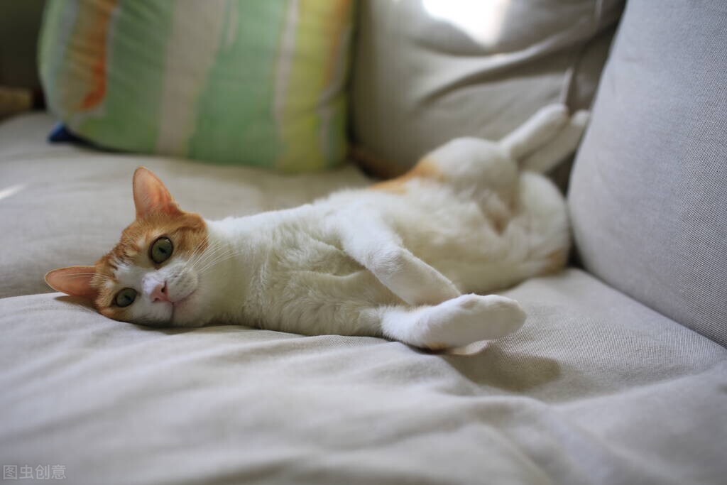 养猫经验如何解决猫掉毛问题,养猫经验猫癣总是反复怎么办