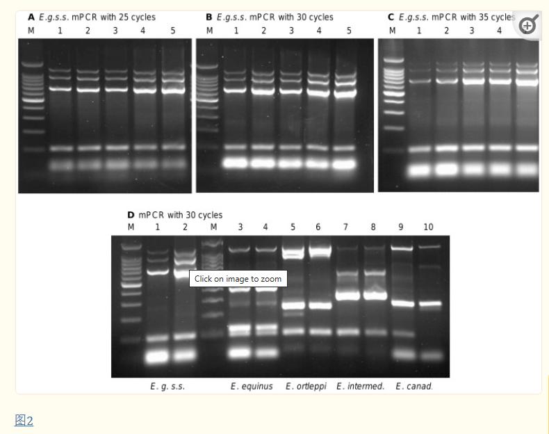 用于同时检测和基因分型细粒棘球蚴复合体的多重PCR方法