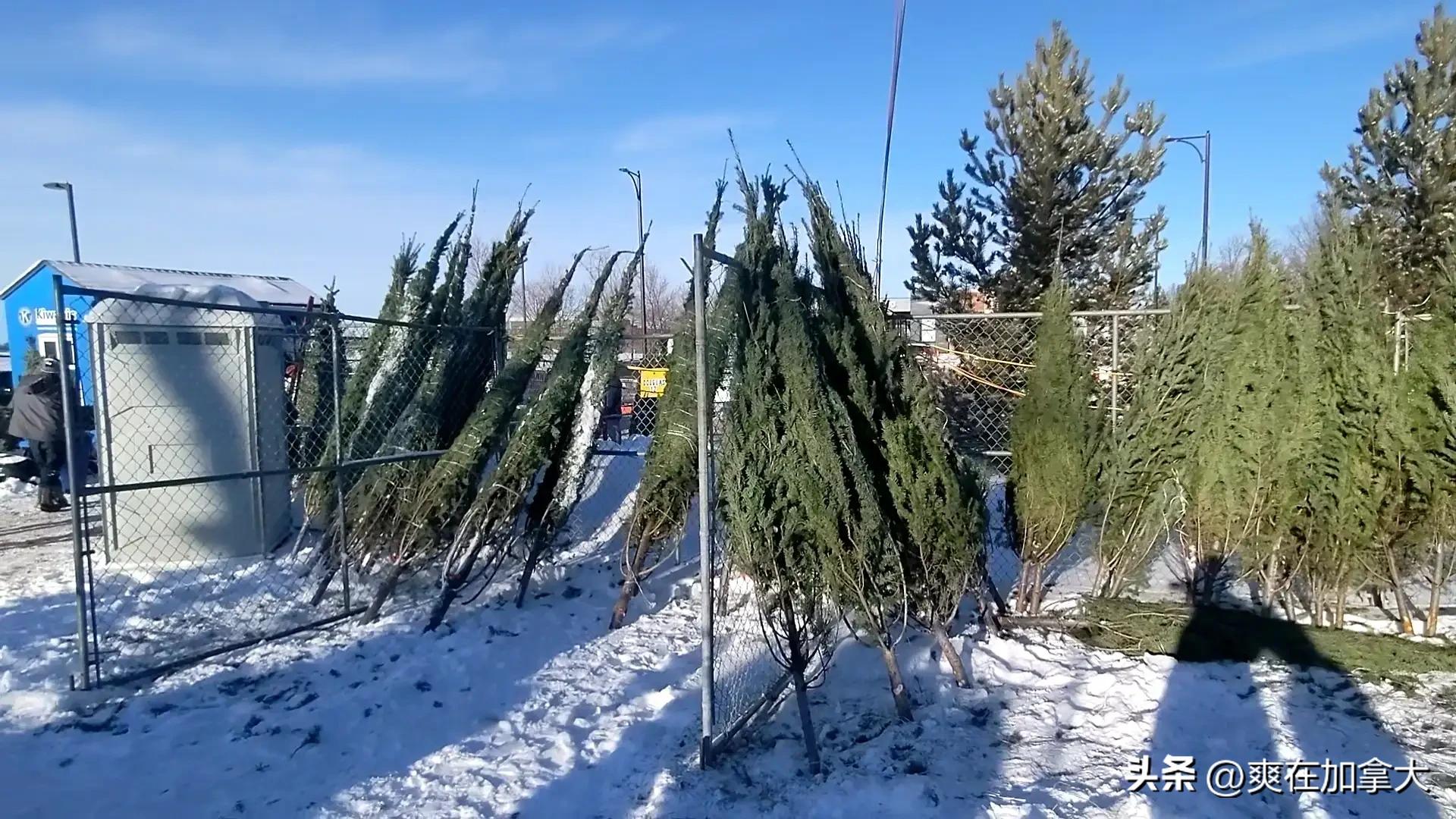 加拿大圣诞树多少钱一棵,国外如何用真树做圣诞树