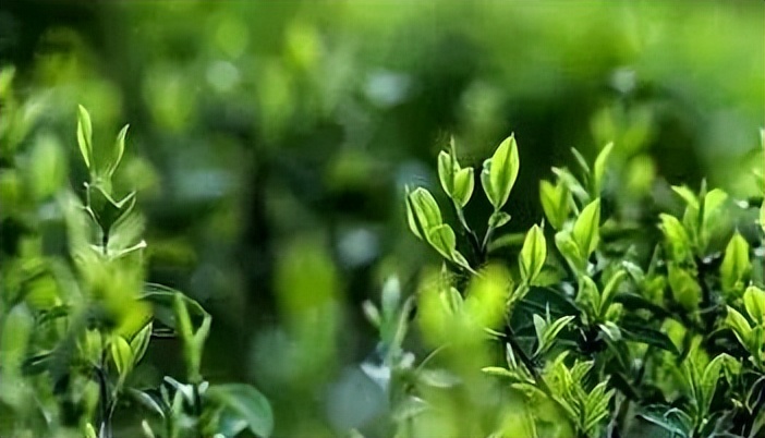 贵州都匀毛尖茶价格,贵州茗茶属于什么茶