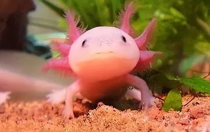 六角恐龙在墨西哥的原生态环境,娃娃鱼墨西哥钝口螈六角恐龙