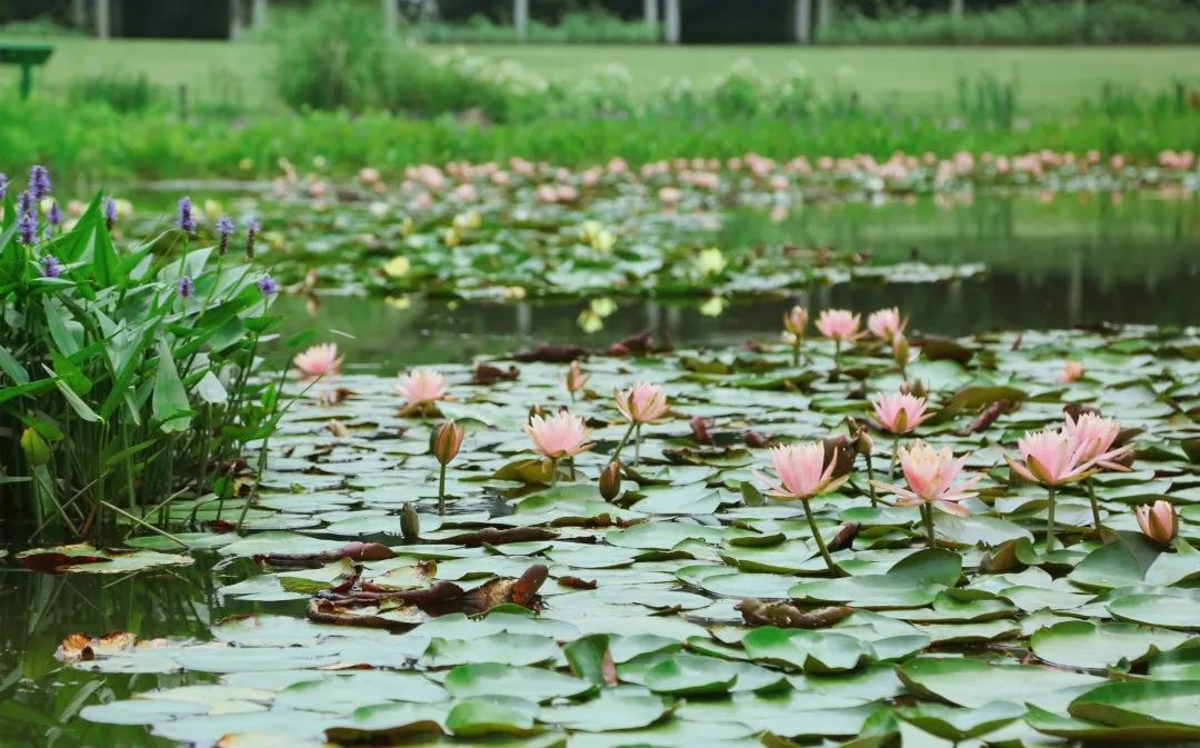 上海野生动物园端午节游玩门票,上海野生动物园年卡节假日