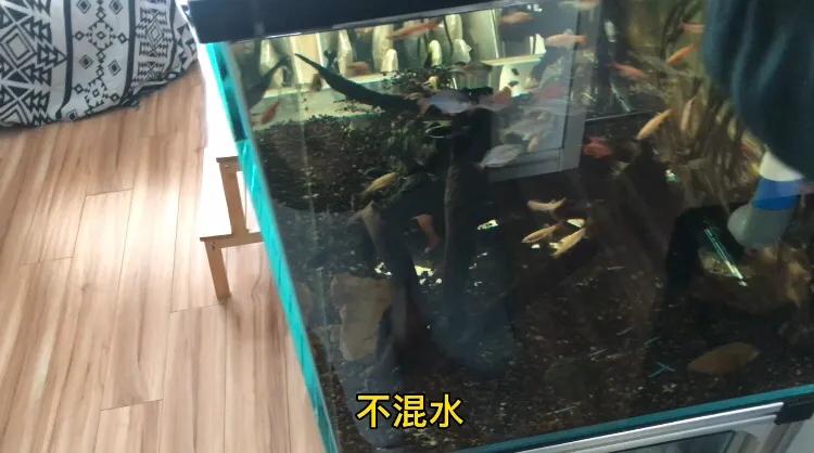 鱼池养龟乌龟怎么冬眠,我的养龟日记和养鱼日记