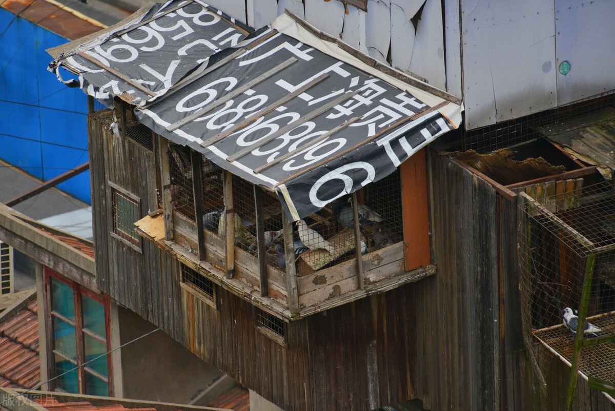 一个成功的项目应该具备哪些条件,鸽棚几间最好