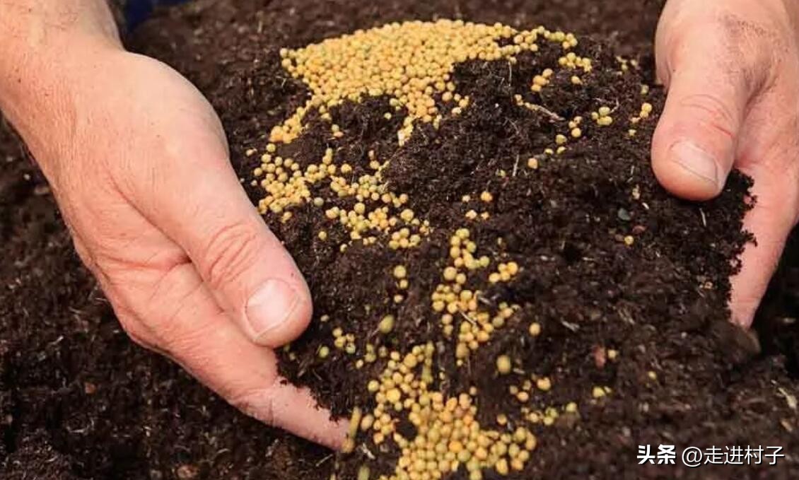 种植白菜什么时候施肥最好,白菜幼苗追肥方法视频