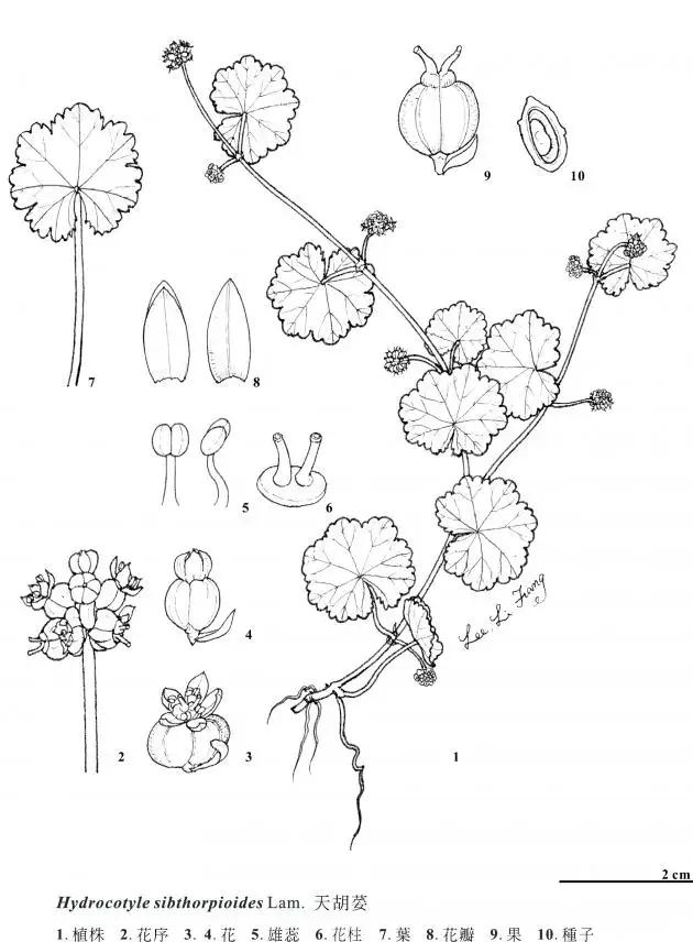 中药天胡荽,天胡荽治疗啥病