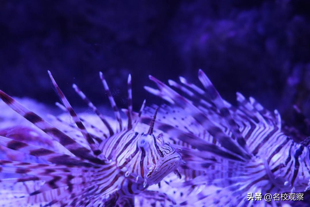 蔚蓝做苍穹，鱼儿变繁星！新川学子，走进浩海立方，探秘无限海洋